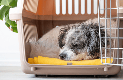 Dog Crate