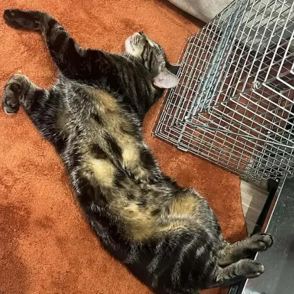 Pet Image
