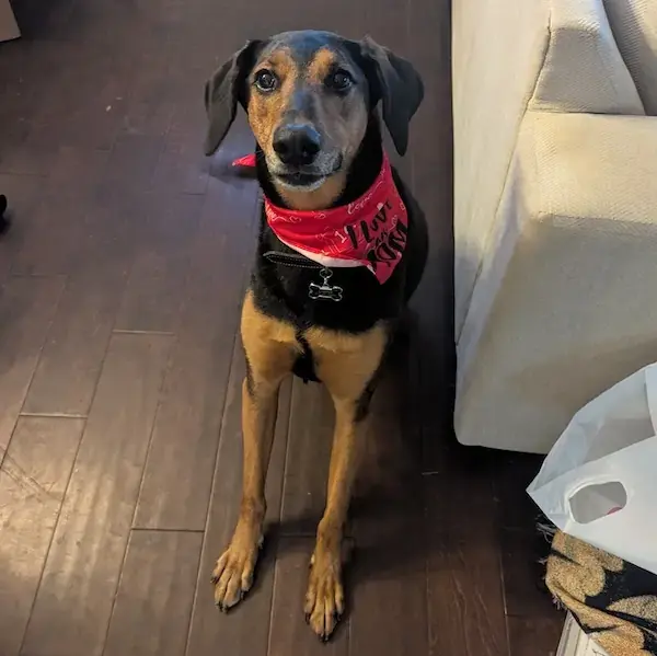 Pet Image