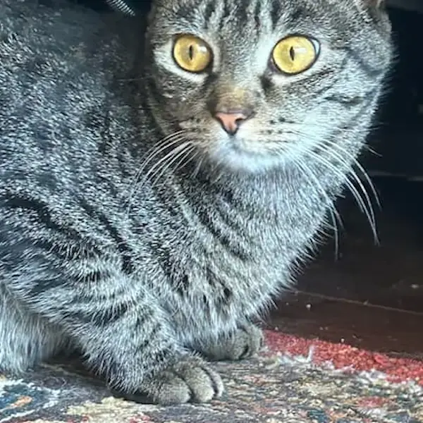 Pet Image