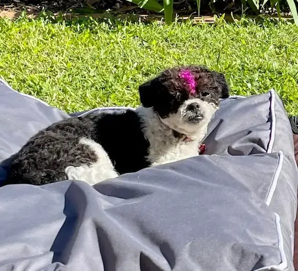Pet Image