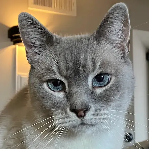 Pet Image