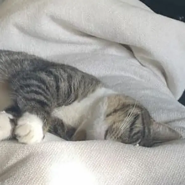 Pet Image