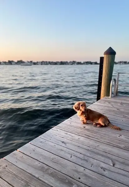 Pet Image
