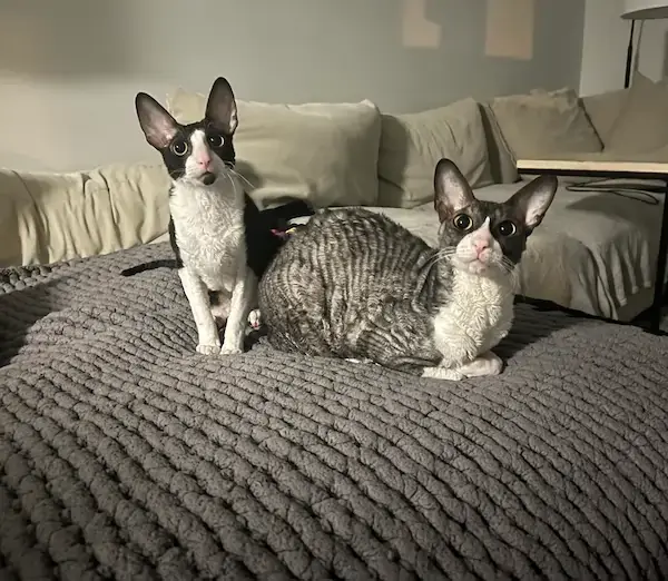 Pet Image