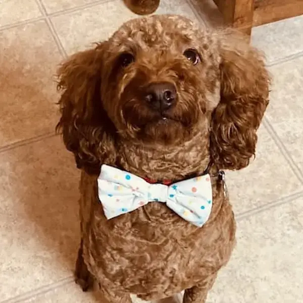 Pet Image