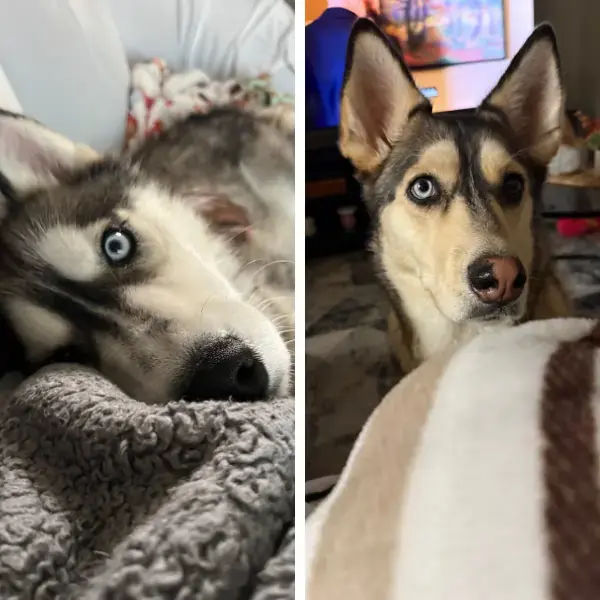 Pet Image