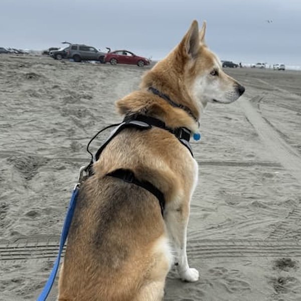 Pet Image
