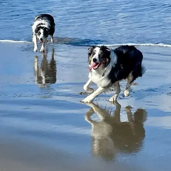 Pet Image