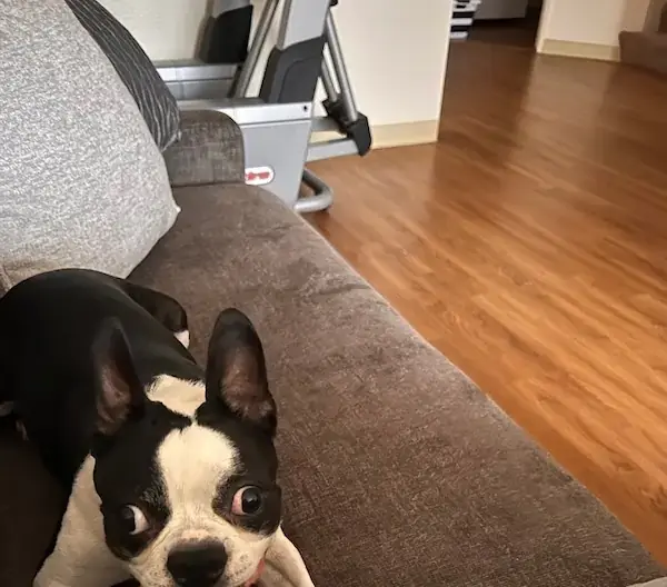 Pet Image