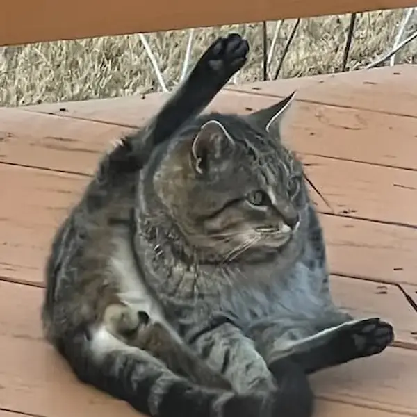 Pet Image