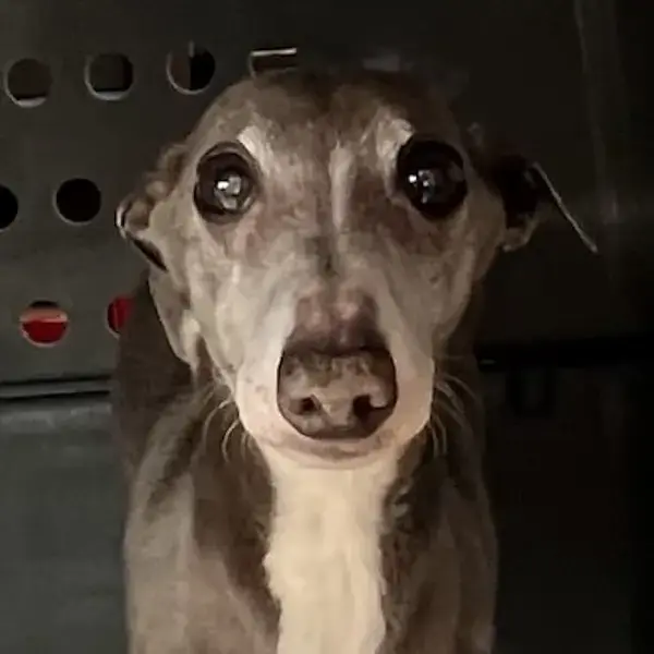 Pet Image