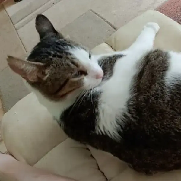 Pet Image