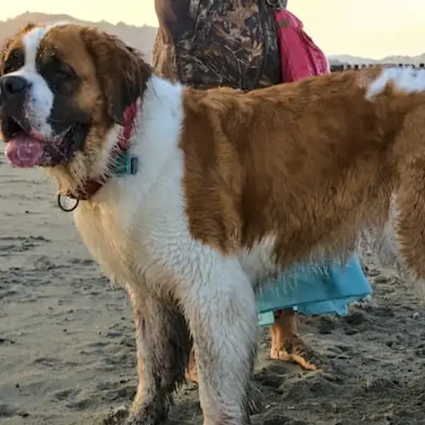 Pet Image