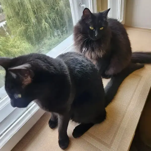 Pet Image