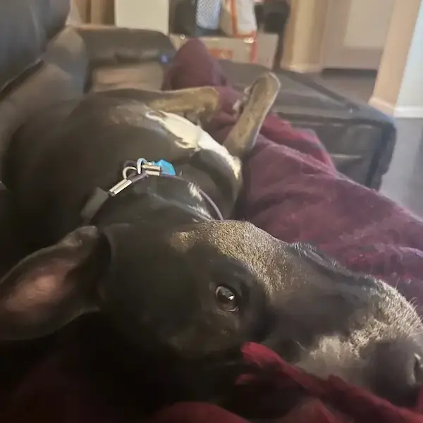 Pet Image