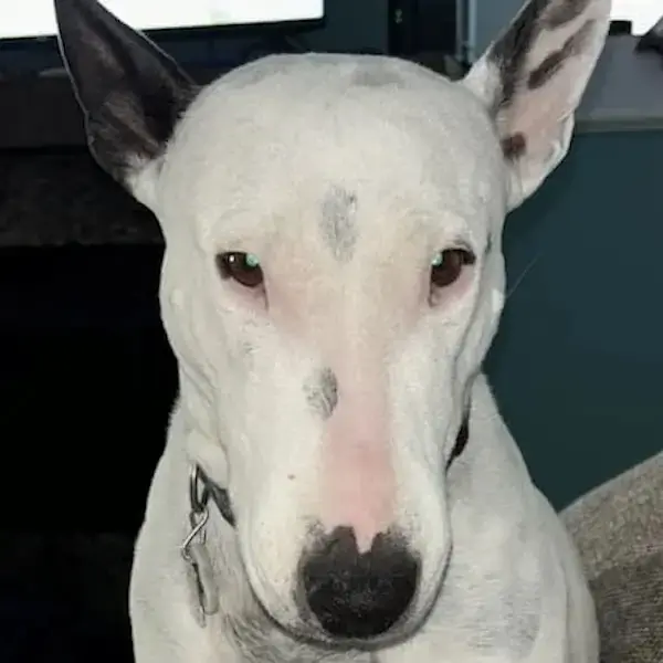 Pet Image