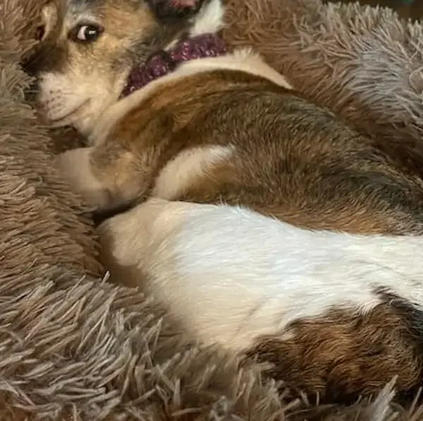 Pet Image