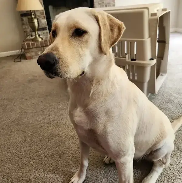 Pet Image