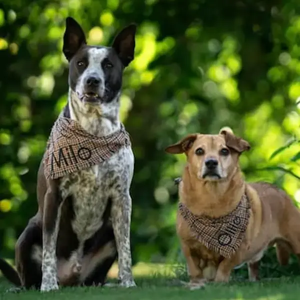 Pet Image