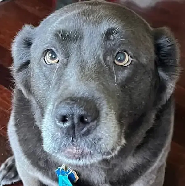 Pet Image