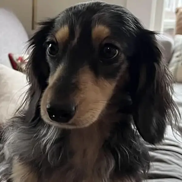 Pet Image