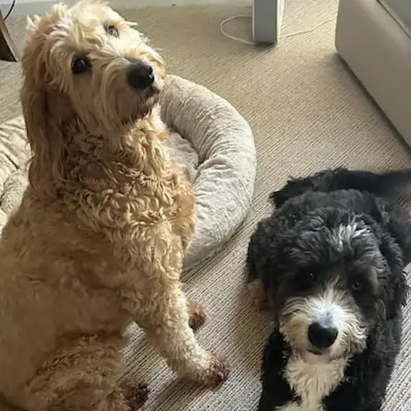 Pet Image