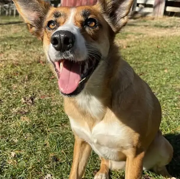 Pet Image