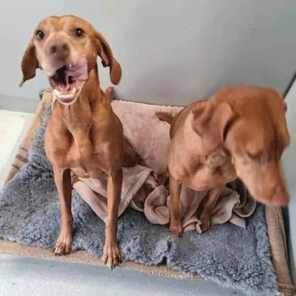 Pet Image