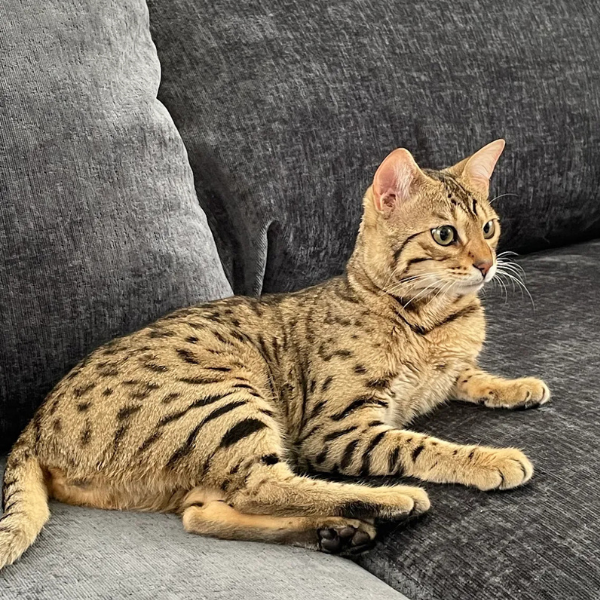 Pet Image