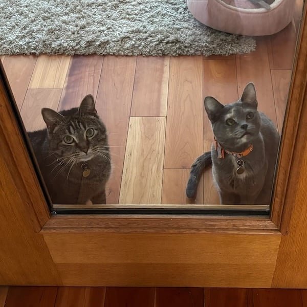 Pet Image