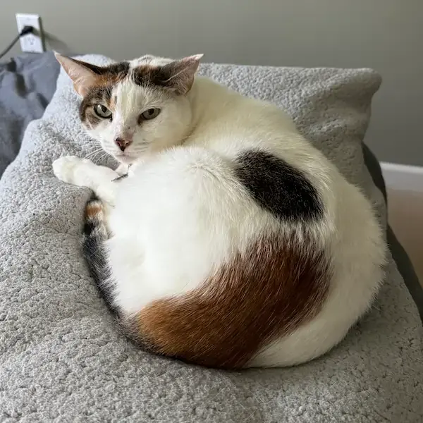 Pet Image
