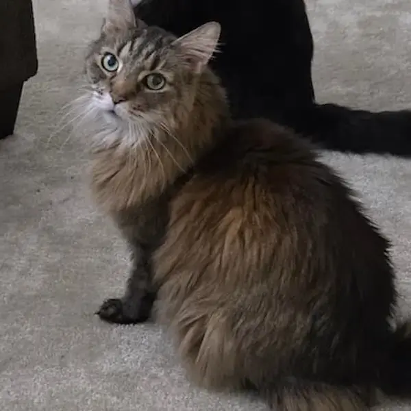 Pet Image