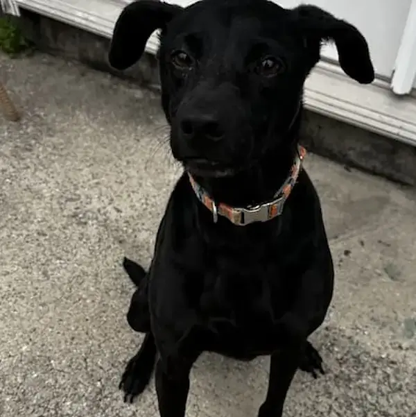 Pet Image