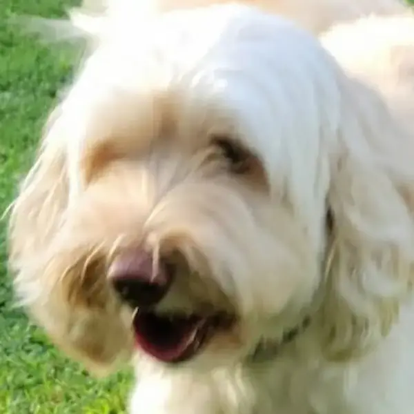 Pet Image