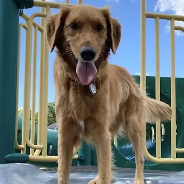 Pet Image