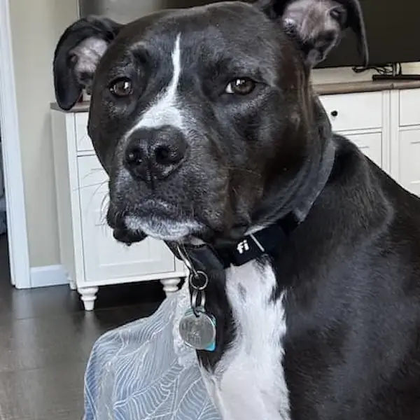 Pet Image