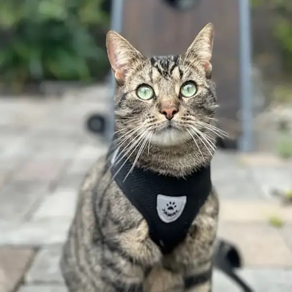 Pet Image