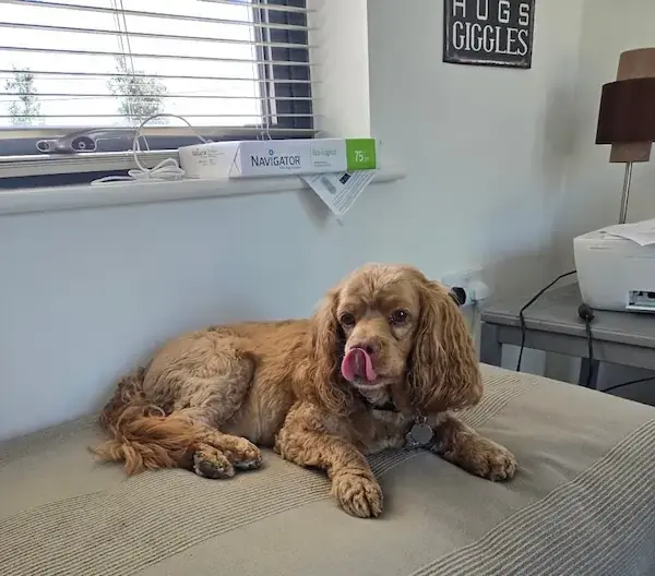 Pet Image