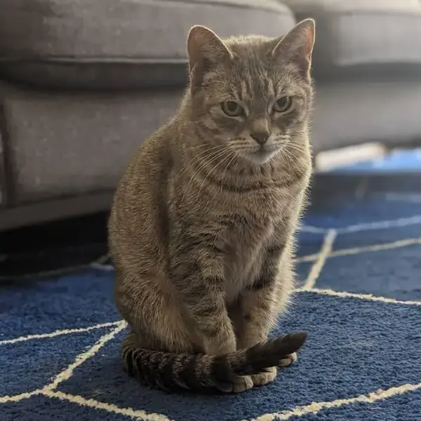 Pet Image