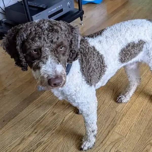Pet Image
